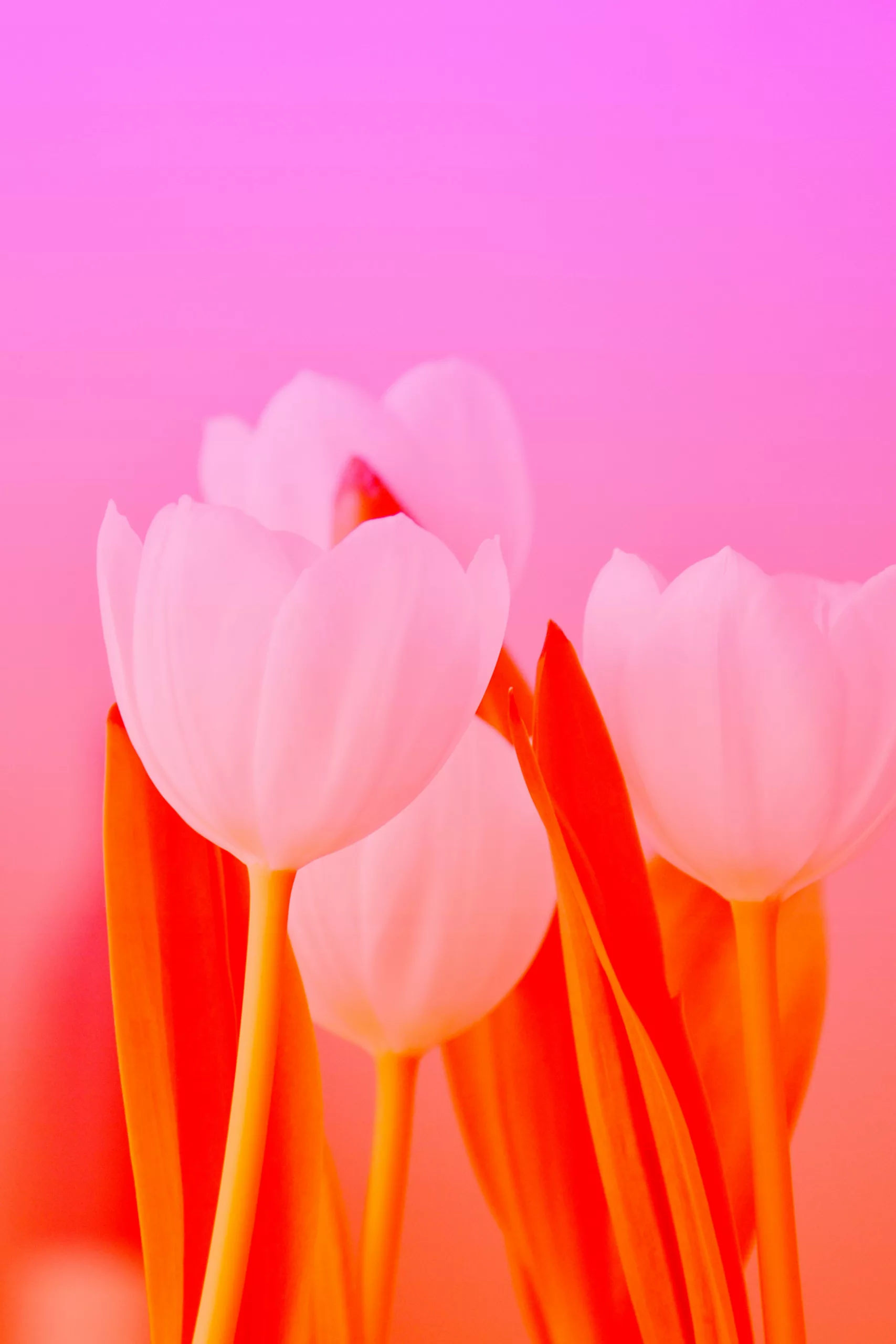 Three white tulips with orange stems and leaves are shown against a pink and orange gradient background.